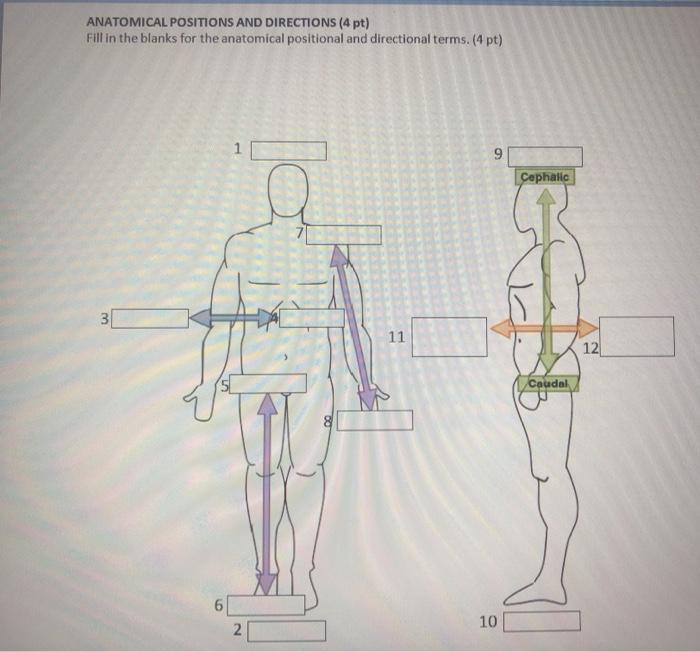 Anatomical Positions And Directions 4 Pt Fill In Chegg Com