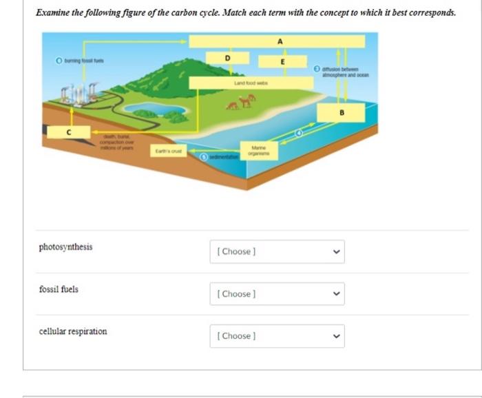 Solved Examine the following figure of the carbon cycle. | Chegg.com
