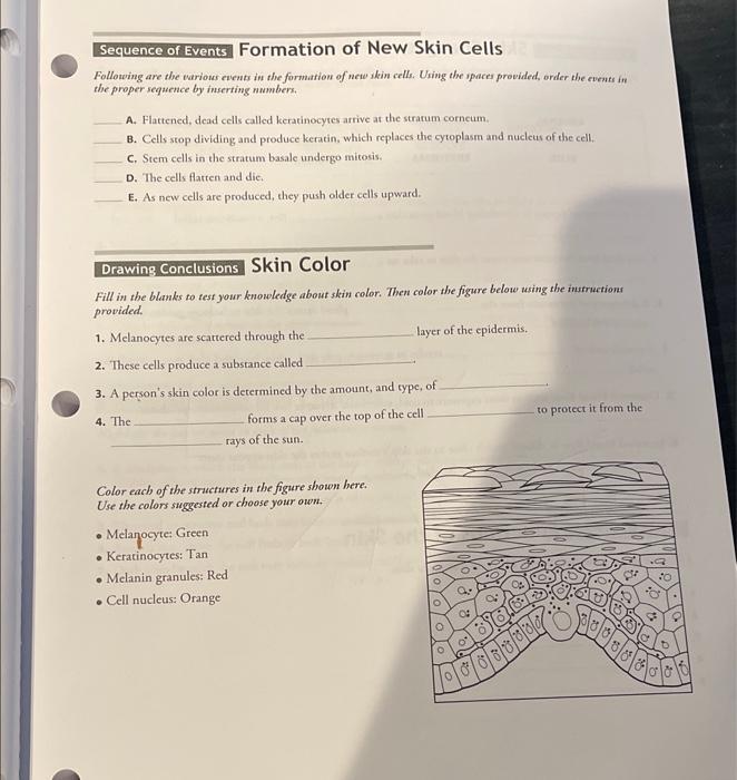 Solved Sequence of Events Formation of New Skin Cells | Chegg.com