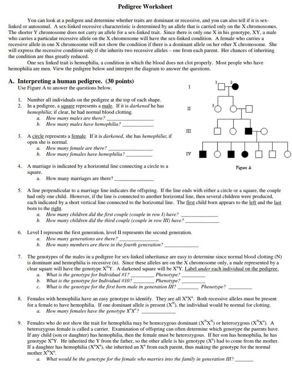 Solved Pedigree Worksheet You Can Look At A Pedigree And 1353