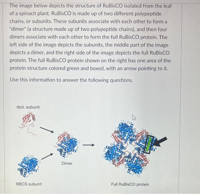 Solved The image below depicts the structure of RuBisCO | Chegg.com