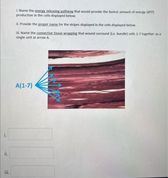 i. Name the energy releasing pathway that would provide the fastest amount of energy (ATP) production in the cells displayed