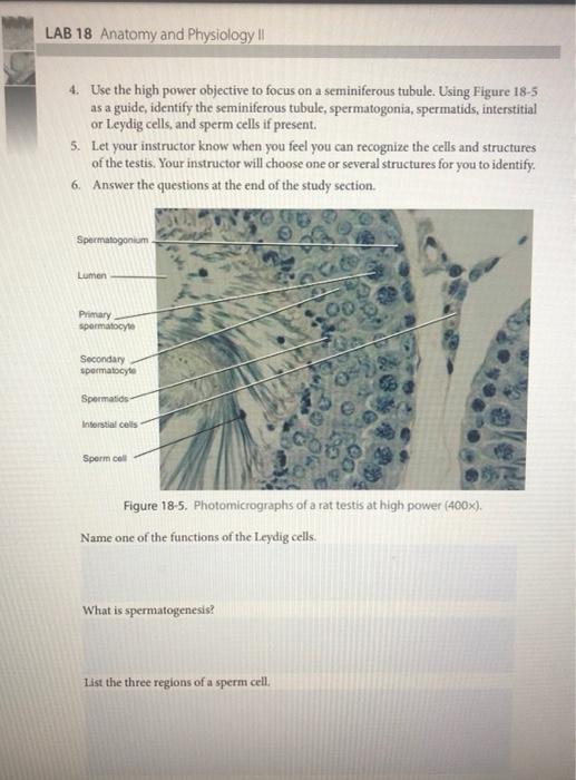 4. Use the high power objective to focus on a seminiferous tubule. Using Figure \( 18-5 \) as a guide, identify the seminifer