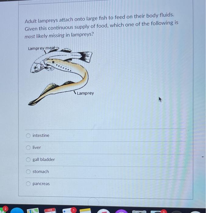Solved Adult lampreys attach onto large fish to feed on