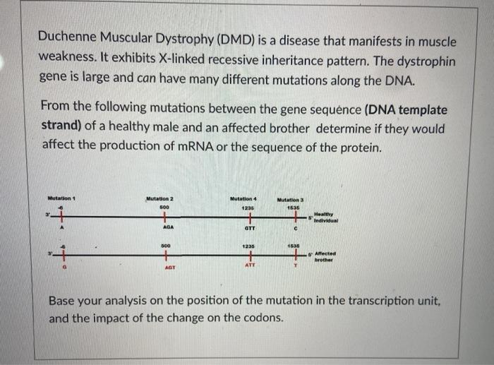 Solved Duchenne Muscular Dystrophy Dmd Is A Disease That