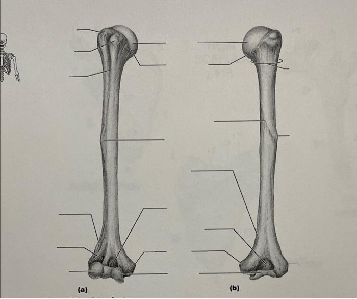 humerus diagram unlabeled