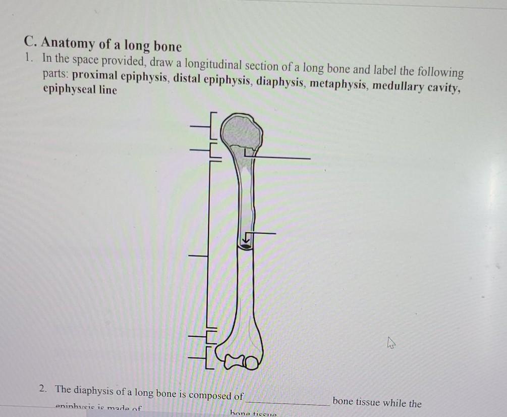 C. Anatomy of a long bone 1. In the space provided, draw a longitudinal section of a long bone and label the following parts: