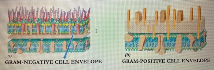 Solved 1. We spent a lot of time talleg about the cell | Chegg.com