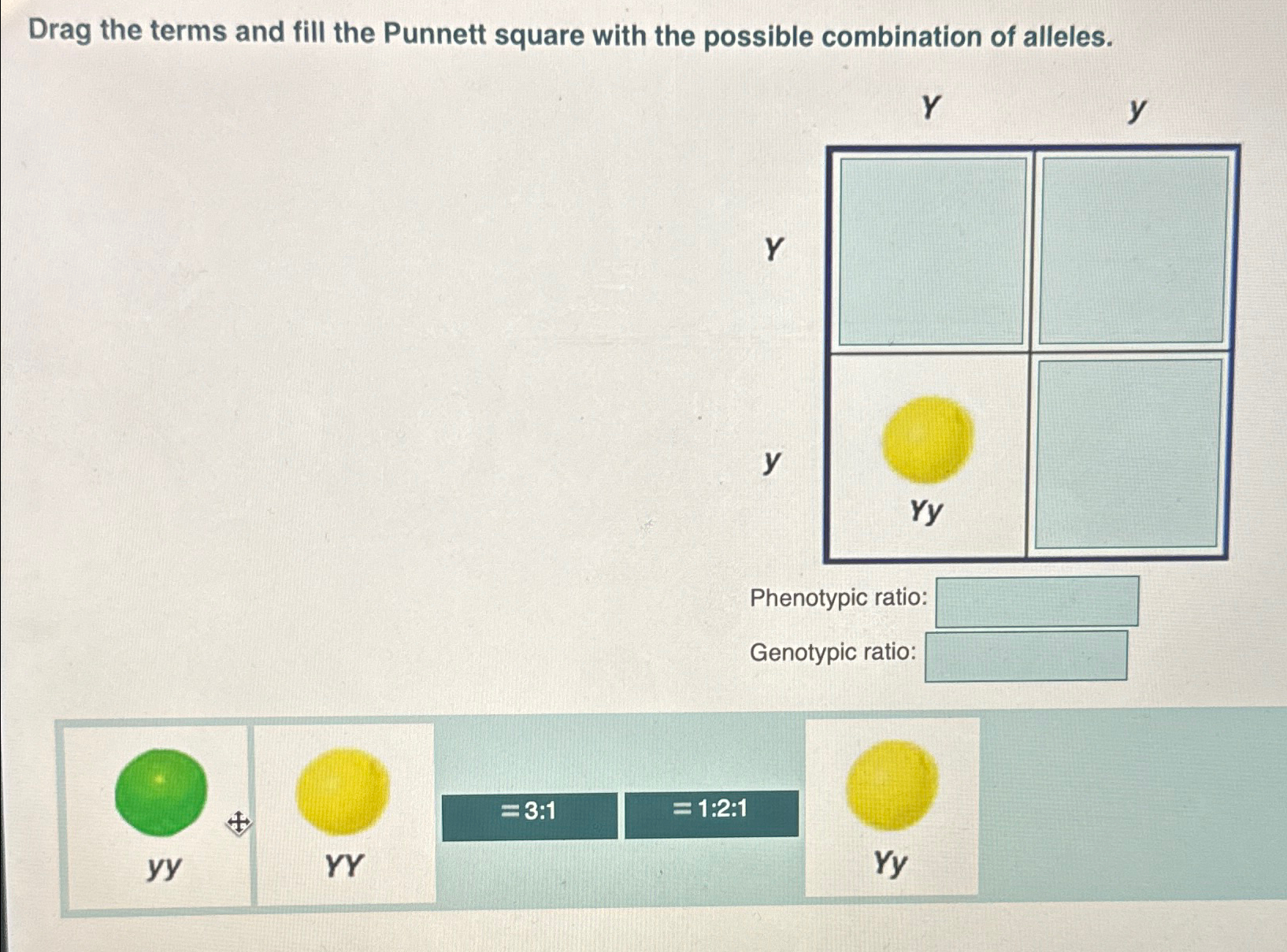Solved Drag the terms and fill the Punnett square with the | Chegg.com