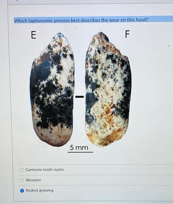 Solved Which taphonomic process best describes the wear on | Chegg.com