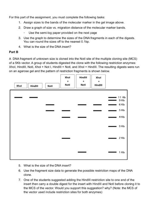 The DNA shown on the gel below refers to a | Chegg.com