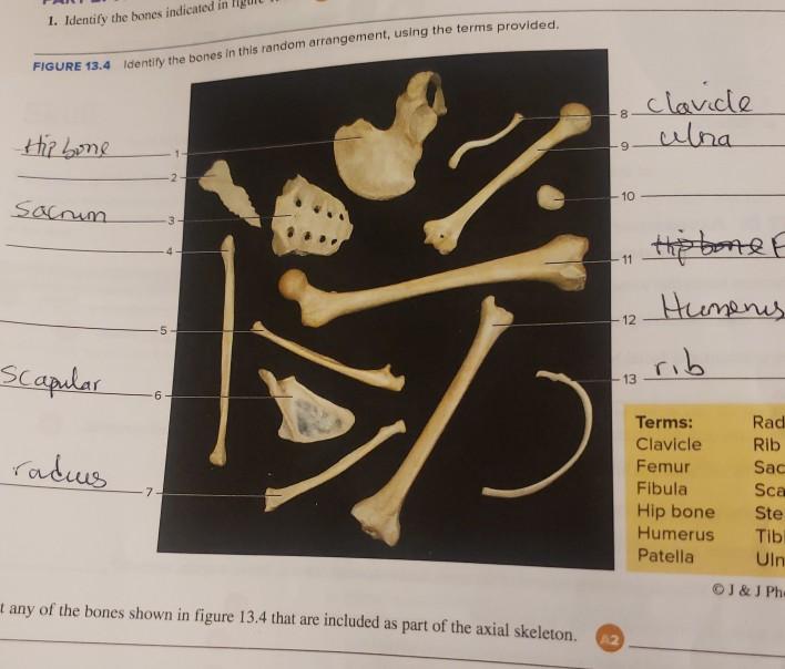 Identify The Bones In This Random Arrangement