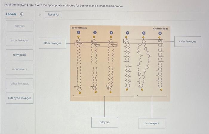 Label the following figure with the appropriate attributes for bacterial and archaeal membranes.