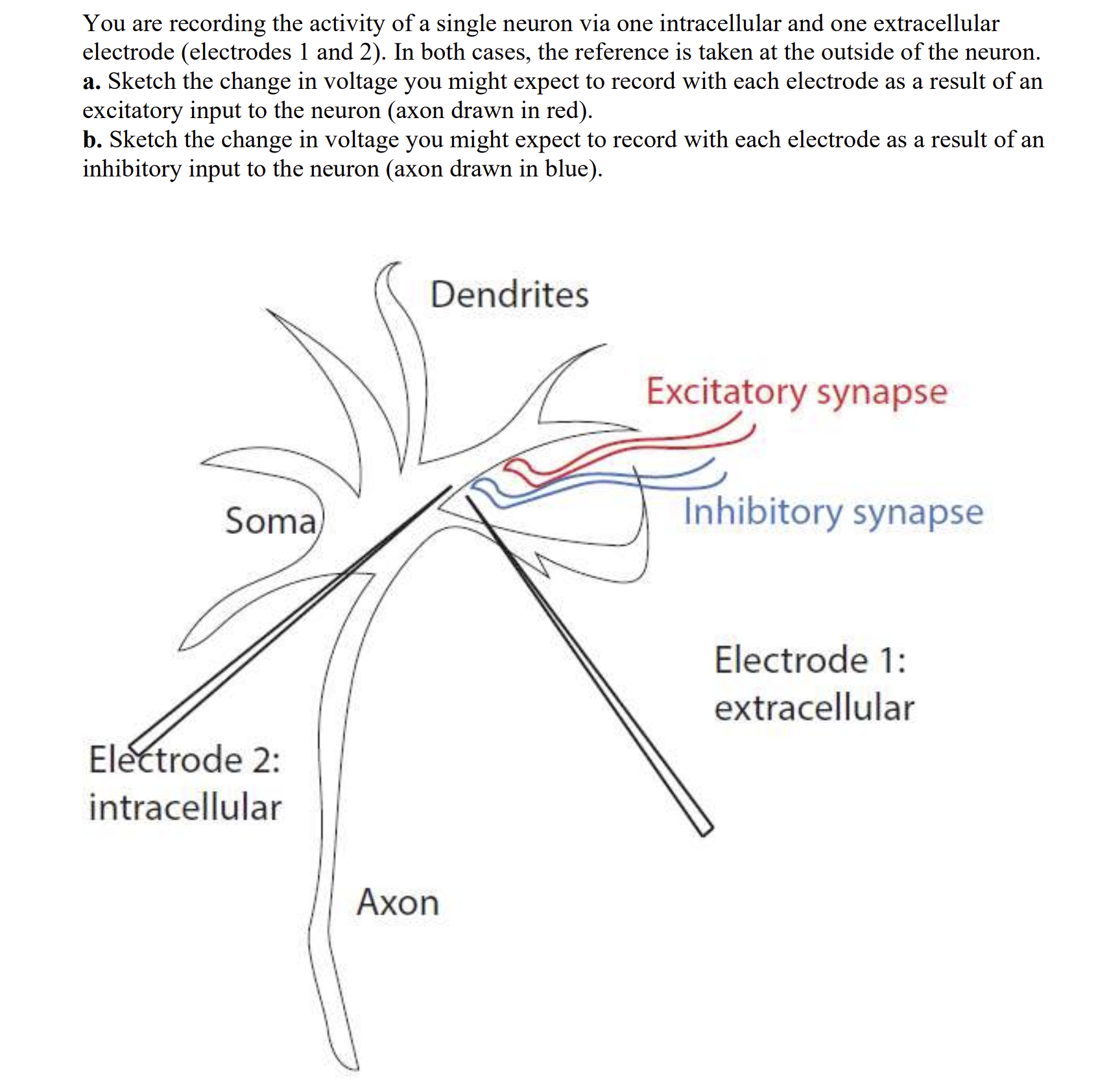 Solved You are recording the activity of a single neuron via | Chegg.com