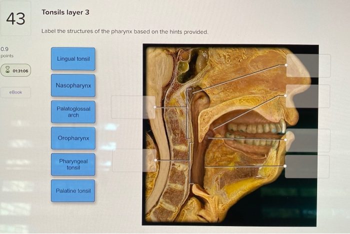 Solved Tonsils layer 3 43 Label the structures of the | Chegg.com