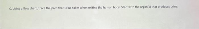 C. Using a flow chart, trace the path that urine takes when exiting the human body. Start with the organ(s) that produces uri