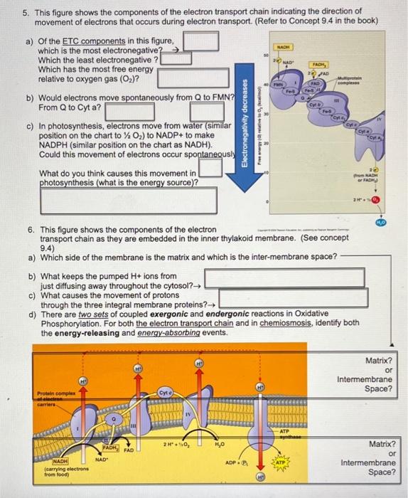 Solved 5. This figure shows the components of the electron | Chegg.com