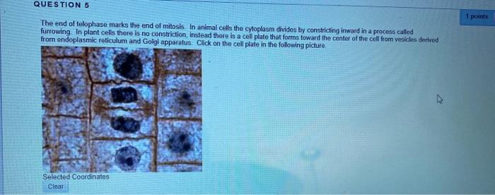 The End Of Telophase Marks The End Of Mitosis In Chegg Com