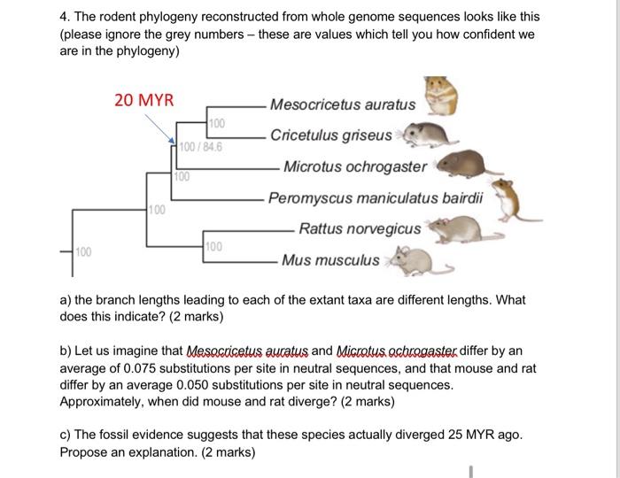 Solved 4. The rodent phylogeny reconstructed from whole | Chegg.com