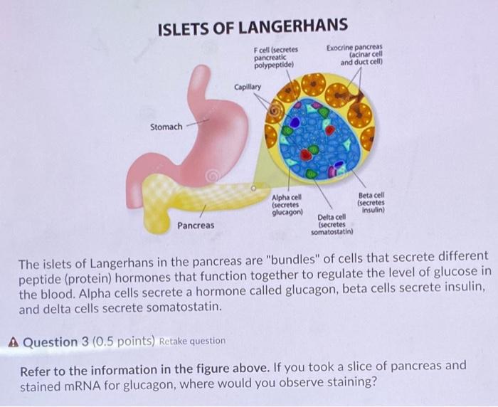 Solved ISLETS OF LANGERHANS Fcell (secretes pancreatic
