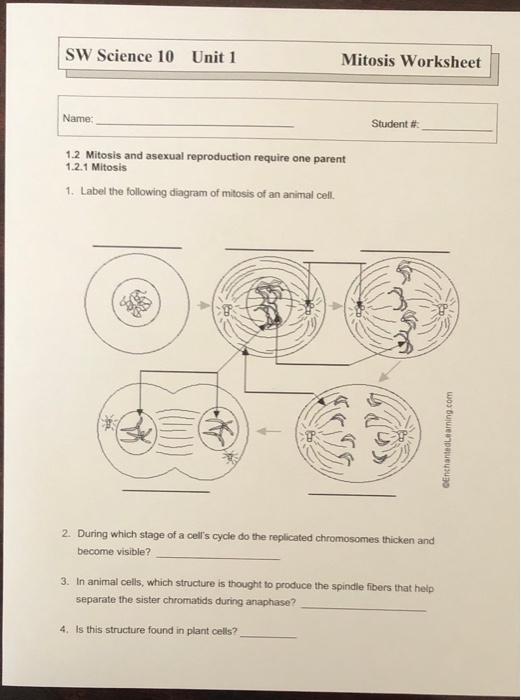 Solved SW Science 10 Unit 1 Mitosis Worksheet Name: Student 
