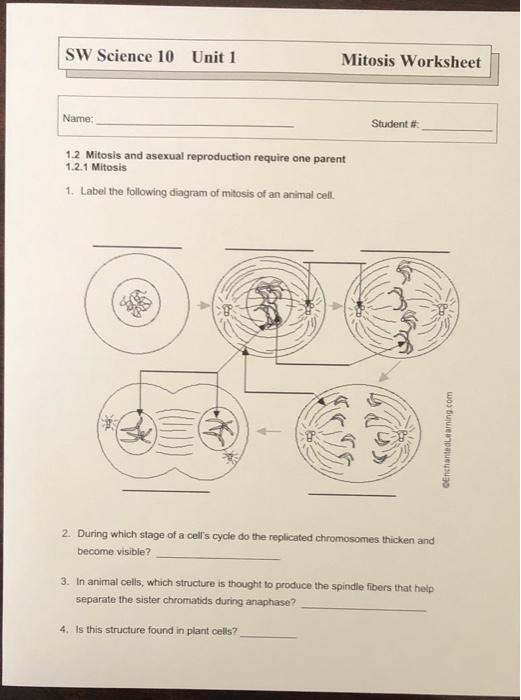 Solved SW Science 10 Unit 1 Mitosis Worksheet Name: Student | Chegg.com