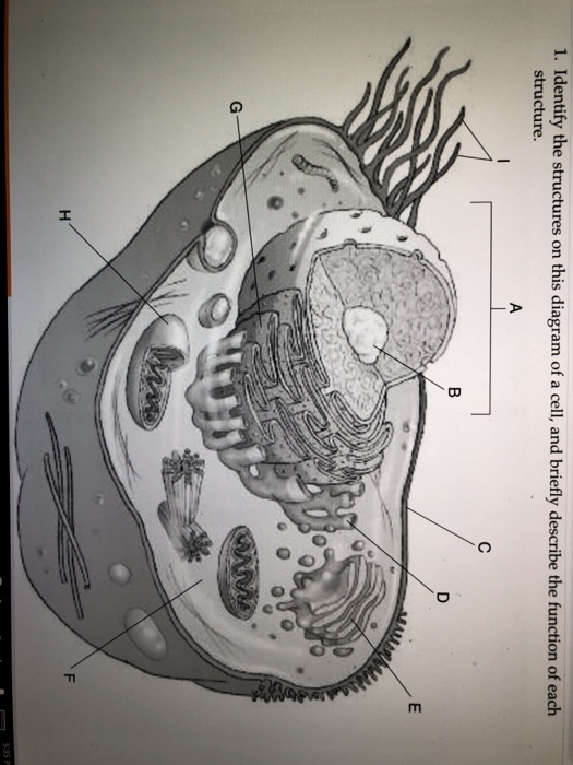 Solved 1. Identify the structures on this diagram of a cell, | Chegg.com