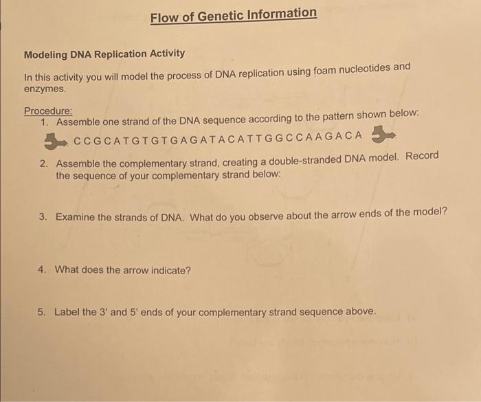 Solved Flow of Genetic Information Modeling DNA Replication | Chegg.com