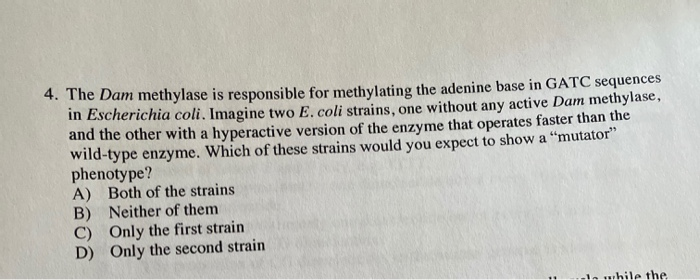 Solved The Dam methylase is responsible for methylating the