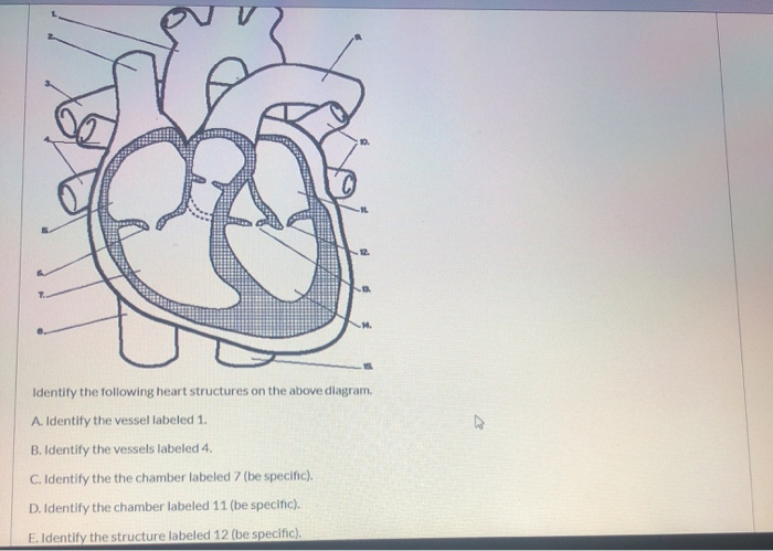 Solved Identify the following heart structures on the above | Chegg.com