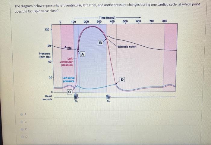 Solved The diagram below represents left ventricular, left | Chegg.com