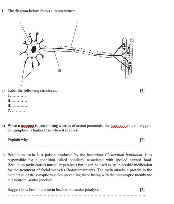 motor neurons diagram