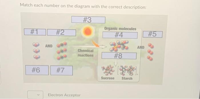 Solved Match each number on the diagram with the correct | Chegg.com