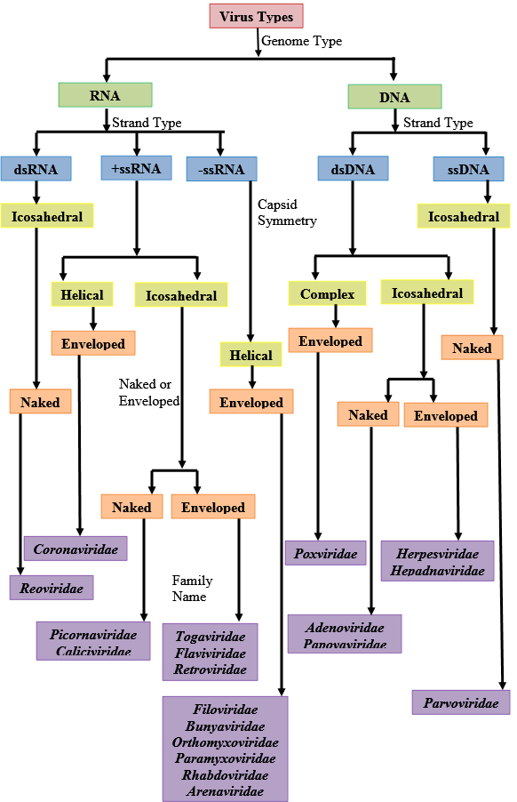 Solved: Construct a concept map for virus types using the virus fa ...