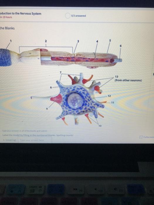 Solved labeling activity multipolar neuronlist the items | Chegg.com