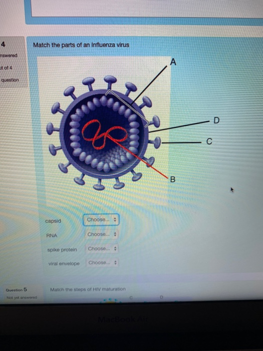 Solved Match the parts of an Influenza virus nswered ut of 4 | Chegg.com