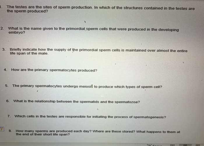place of sperm production