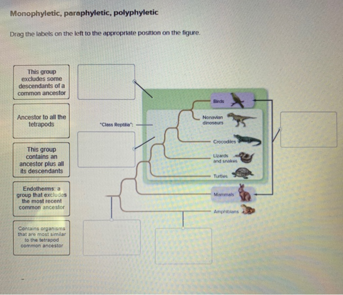 Solved Monophyletic, paraphyletic, polyphyletic Drag the | Chegg.com