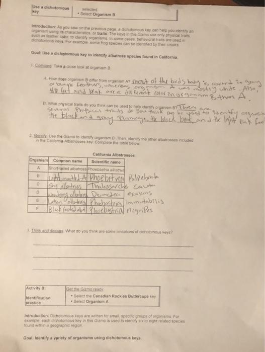 Cladogram Worksheet Answers Gizmo