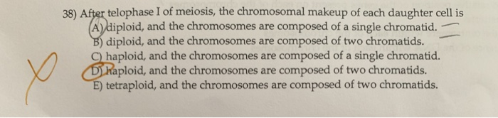Solved 38) After Telophase I Of Meiosis, The Chromosomal