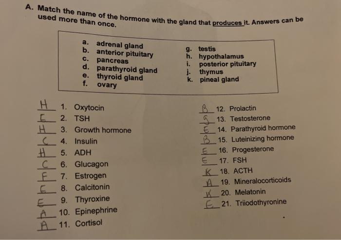 Solved A. Match the name of the hormone with the gland that | Chegg.com