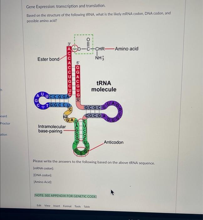 Solved Gene Expression: transcription and translation. Based | Chegg.com