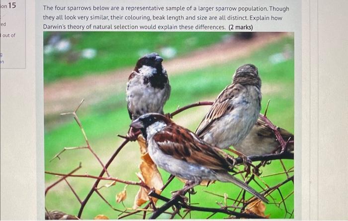 Solved The four sparrows below are a representative sample | Chegg.com