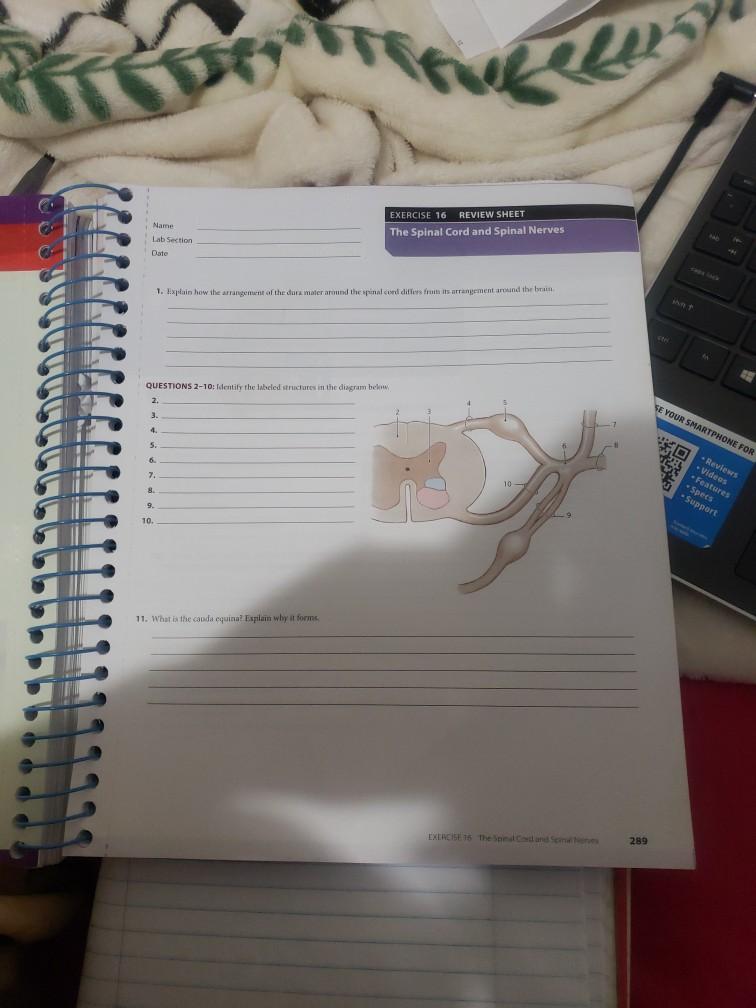 Solved Name EXERCISE 16 REVIEW SHEET The Spinal Cord and | Chegg.com
