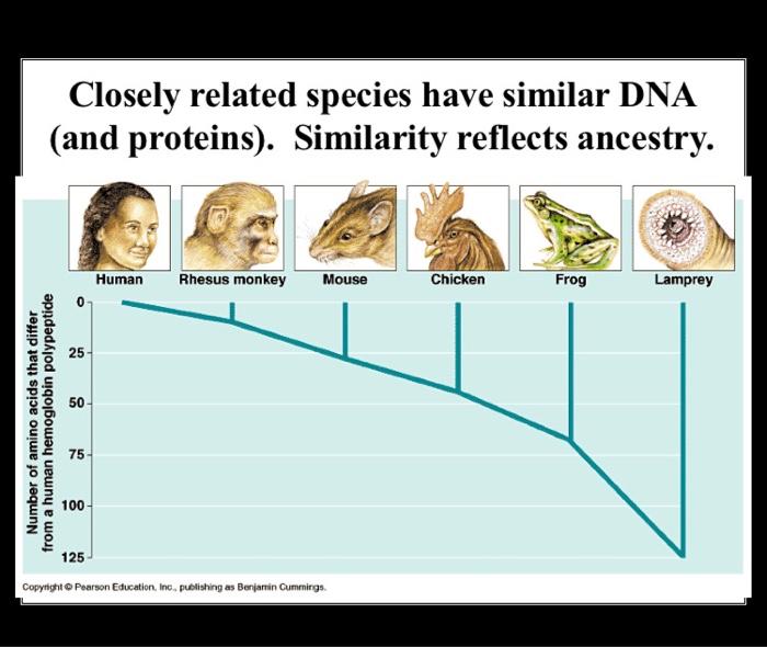 Solved Attribute Table for Drawing Trees Diet