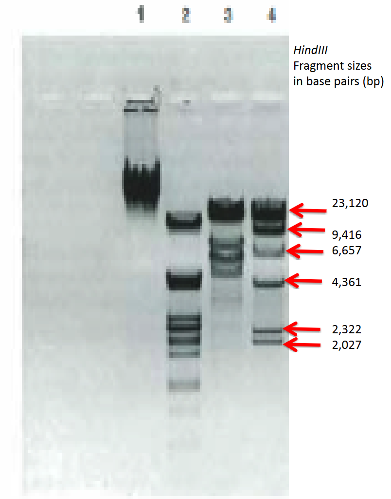 Draw a circular map of the plasmid indicating the