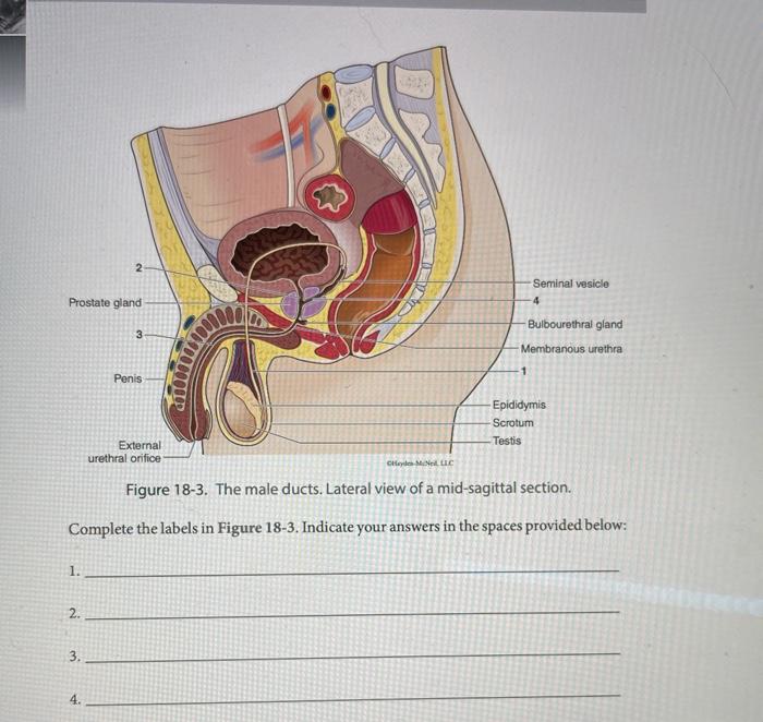 Solved 2 Seminal vesicle -4 Prostate gland 3 Bulbourethral