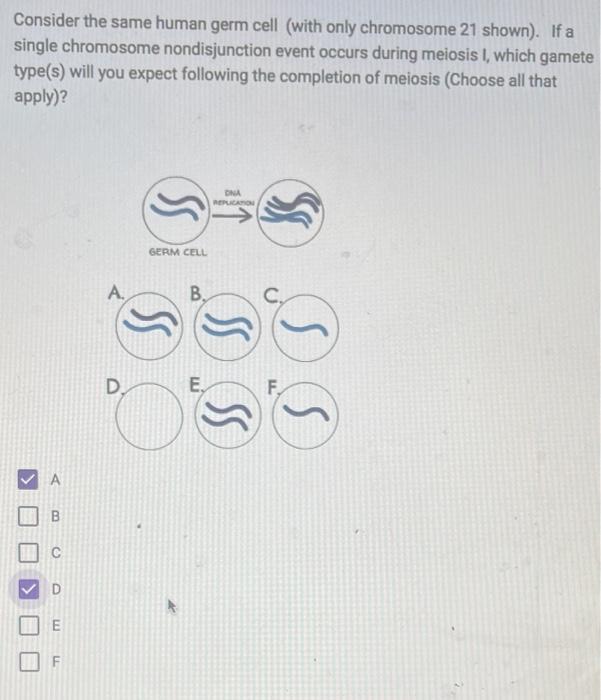 Solved Consider a human germ cell undergoing normal meiosis | Chegg.com