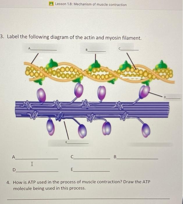 steps of muscle contraction diagram