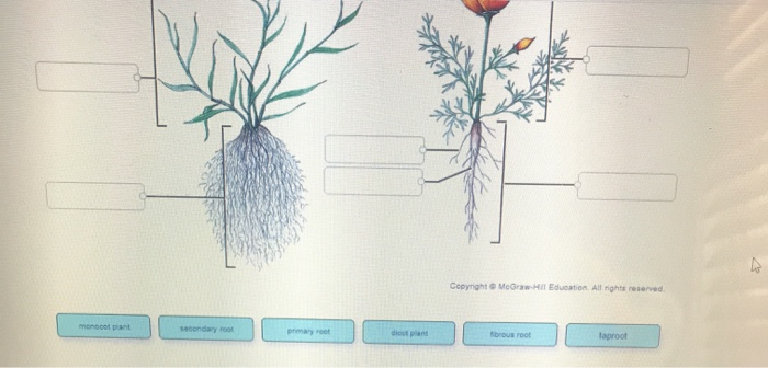 Taproot system and fibrous root system – Zassou Garden